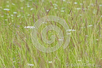 Beautiful healthly green field in summer in eastern Europe Stock Photo