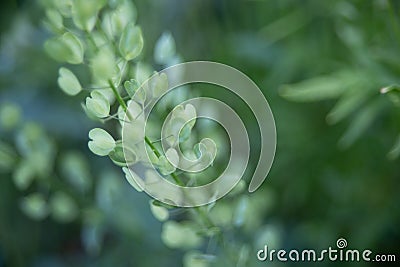 Beautiful heart shaped leaves plant in a green field background Stock Photo