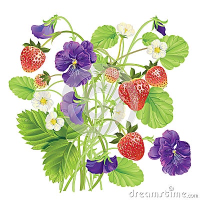 Beautiful heartsease . vector illustration of a realistic Vector Illustration