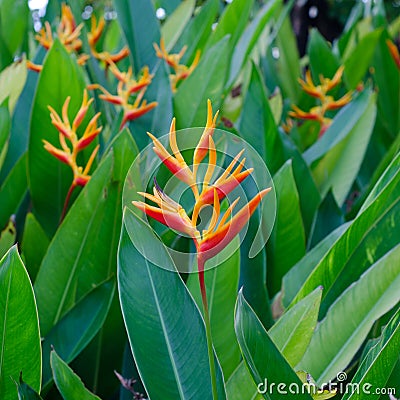 Beautiful heliconia Stock Photo