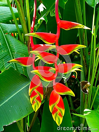 Beautiful Heliconia flower Stock Photo