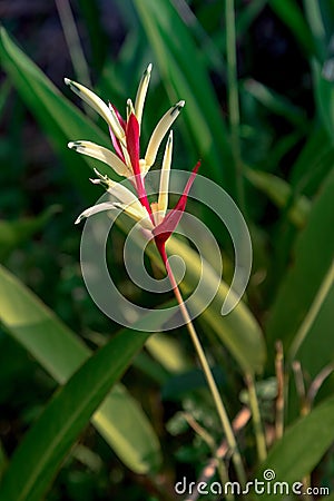 Beautiful heliconia psittacorum, Heliconia spathocircinata golden torch Stock Photo