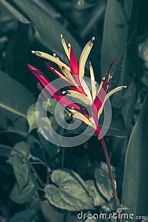 Beautiful heliconia psittacorum, Heliconia spathocircinata golden torch Stock Photo