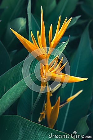 Beautiful heliconia psittacorum, Heliconia spathocircinata golden torch Stock Photo