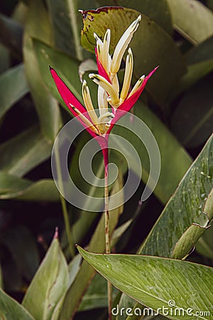 Beautiful heliconia psittacorum, Heliconia spathocircinata golden torch Stock Photo