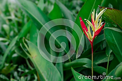 Beautiful heliconia psittacorum, Heliconia spathocircinata golden torch Stock Photo