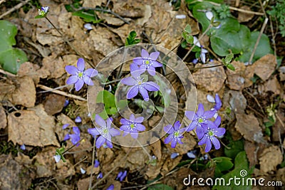 Beautiful hepatica nobilis in the forest at spring day Stock Photo