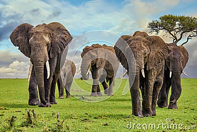 A beautiful herd of elephants with tusks. Stock Photo
