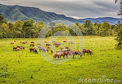 Beautiful herd of horses graze before smokey mountains in Tennessee Stock Photo