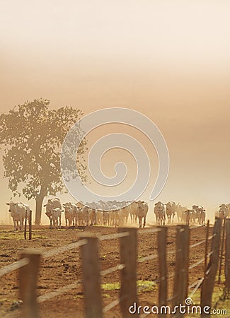 beautiful herd of Nelore cattle, Mato Grosso do Sul, Brazil Stock Photo