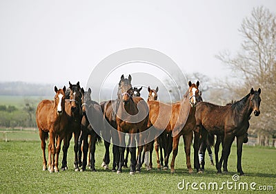 Beautiful herd of thoroughbred horses in pasture Stock Photo