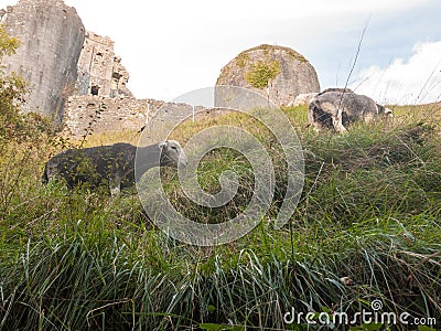 beautiful herdwick sheep grazing on hillside top grass corfe castle dorset Stock Photo