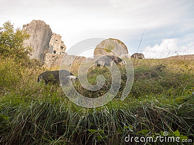 beautiful herdwick sheep grazing on hillside top grass corfe castle dorset Stock Photo