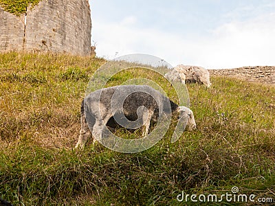 beautiful herdwick sheep grazing on hillside top grass corfe castle dorset Stock Photo