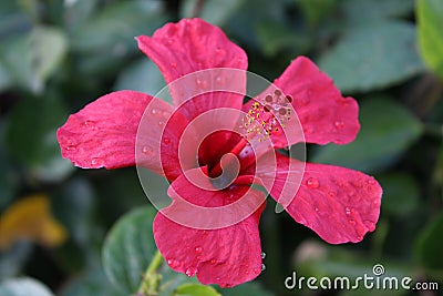 Beautiful hibiscus flower in the morning dew Stock Photo