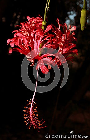 A beautiful hibiscus flower on the plant. Stock Photo