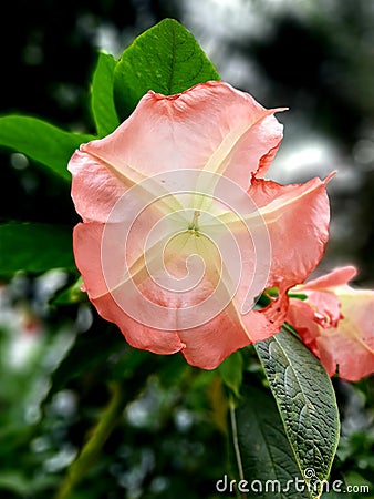 Beautiful Hibiscus Flowers Costa Rica Stock Photo