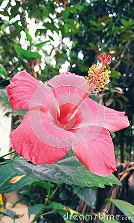 A Beautiful hibiscus rosa-sinensis flower. Stock Photo