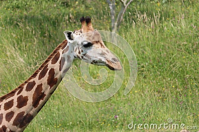 beautiful high giraffe spots wild long neck fast horns Stock Photo