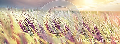Beautiful high seed grass in late afternoon, beautiful meadow landscape Stock Photo