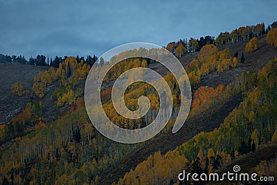 Beautiful hillside with fur trees in autumn Stock Photo