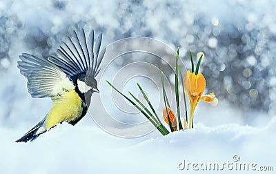 Beautiful holiday card with bird tit flew widely spreading its wings to the first delicate yellow flowers crocuses making their Stock Photo