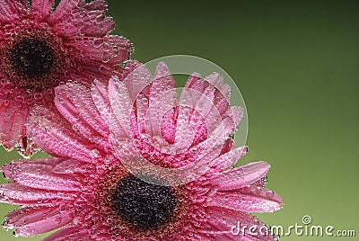 Daisies in water on a green background. International women day Stock Photo