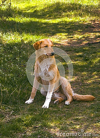 Beautiful homeless dog in the park Stock Photo
