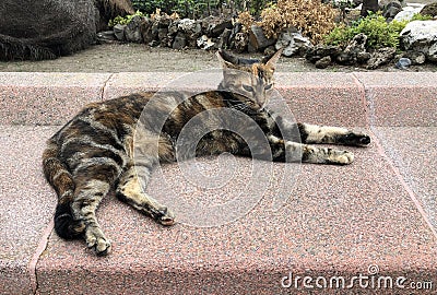 Beautiful homeless tabby cat lying on a street Stock Photo