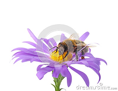 Beautiful honeybee and flower Stock Photo