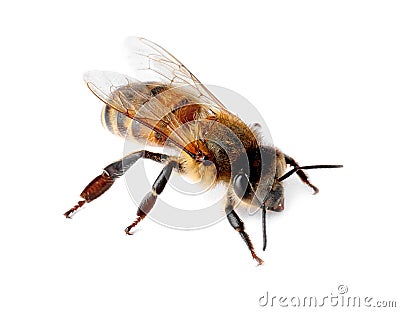 Beautiful honeybee on white background. Stock Photo