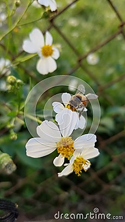 Beautiful Honeybee working for mother nature Stock Photo