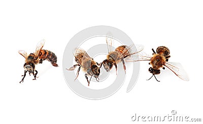 Beautiful honeybees on white background. Stock Photo