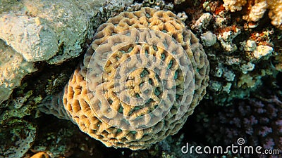 Favites abdita Honeycomb coral Stock Photo