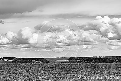 Beautiful horizon scenery in village meadow on color natural background Stock Photo