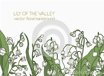 Beautiful horizontal floral backdrop decorated with lily of the valley blooming flowers growing at bottom edge on white Vector Illustration