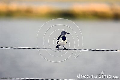 Beautiful shot of a black and white seabird standing on a cable near the Chobe river in Botswana Stock Photo