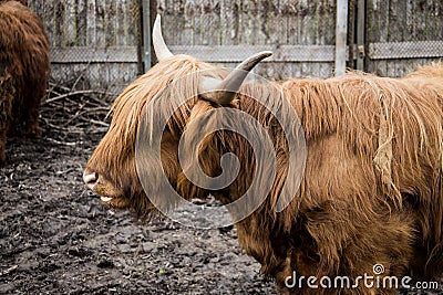 Beautiful horned Highland Cattle in autumn. Stock Photo
