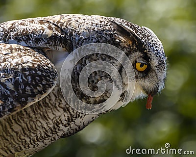 Beautiful horned owl portrait Stock Photo