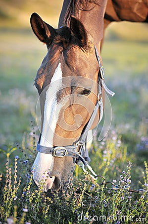 Beautiful horse Stock Photo