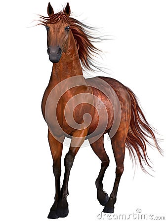 Beautiful Horse Stock Photo