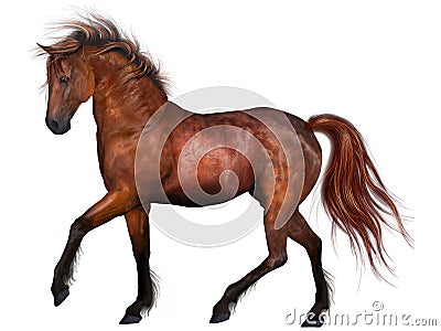 Beautiful Horse Stock Photo