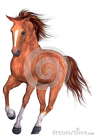 Beautiful Horse Stock Photo