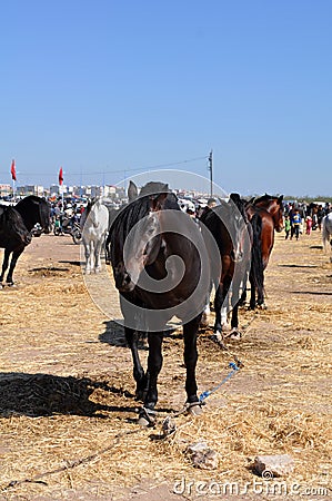 Beautiful horse Berbers in Morocco 3 - image jpeg Editorial Stock Photo