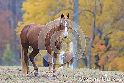 A beautiful horse in Cades Cove in Smoky Mountain National Park Stock Photo