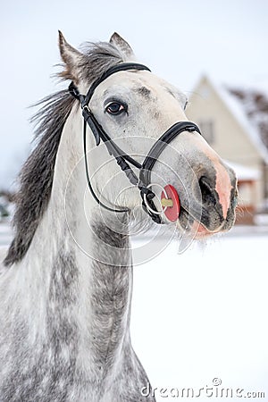 Beautiful horse gray color portrait close-up Stock Photo