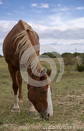 Beautiful Horse Grazes Hill Country Pasture Stock Photo
