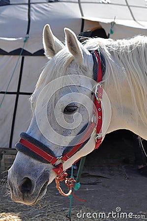 Beautiful horse head - image jpeg Stock Photo