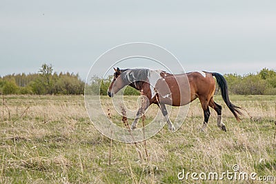 A beautiful horse of unusual color gracefully goes along the pasture Stock Photo