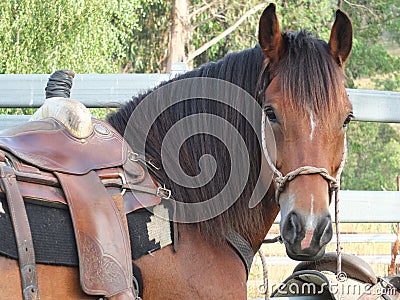 Beautiful horse with western saddle Stock Photo